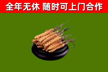 西和县回收散虫草