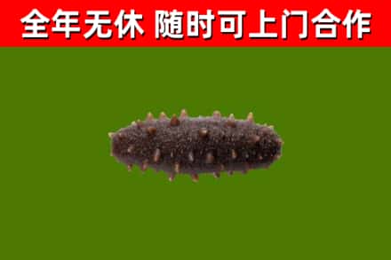 西和县回收海参干